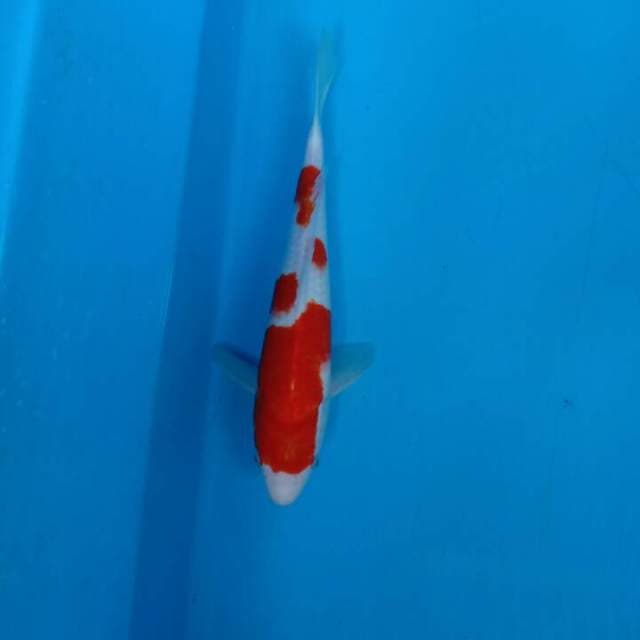 Kohaku f1