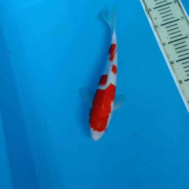 Kohaku f1