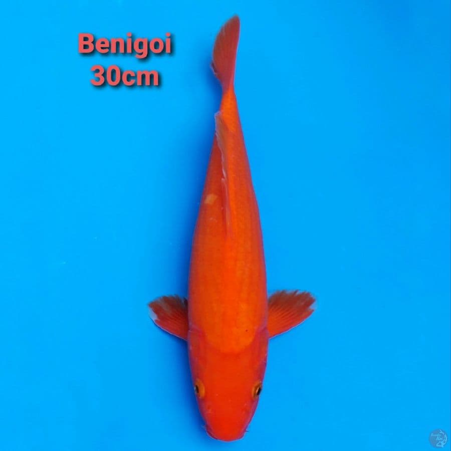 BENIGOI 30CM STRONG