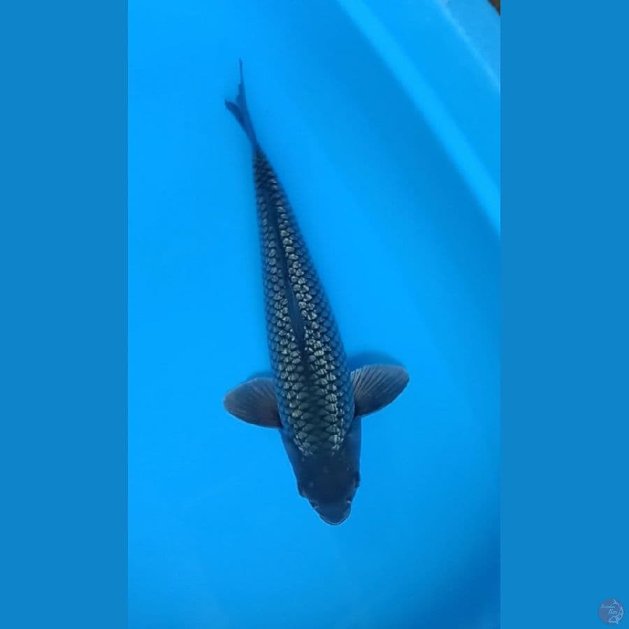 black soragoi ginrin