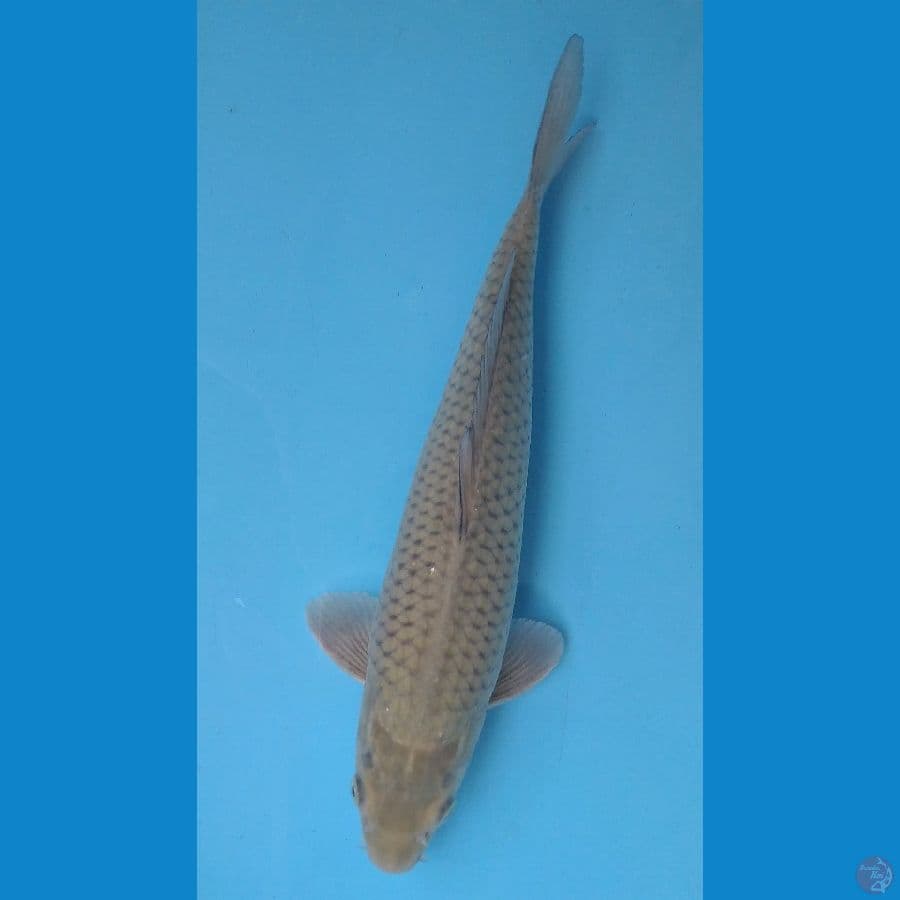 midori jumbo male 34cm
