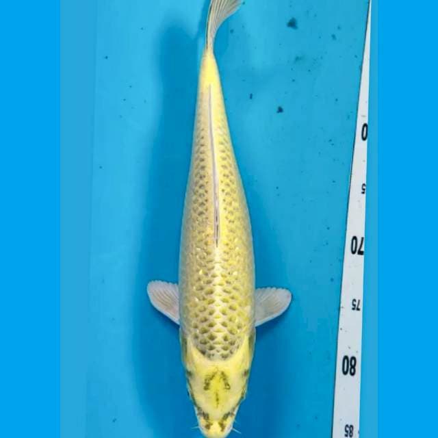 Mukashi Ogon