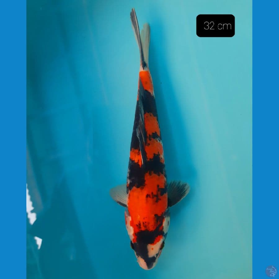 showa 32 cm