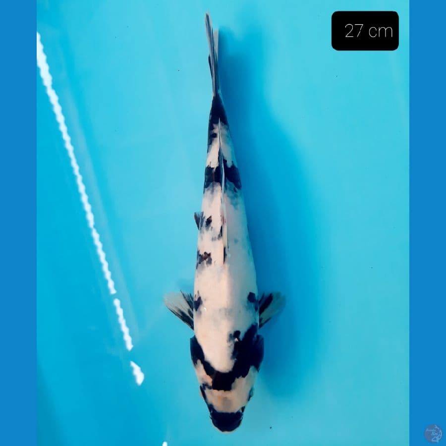 shiro 27 cm
