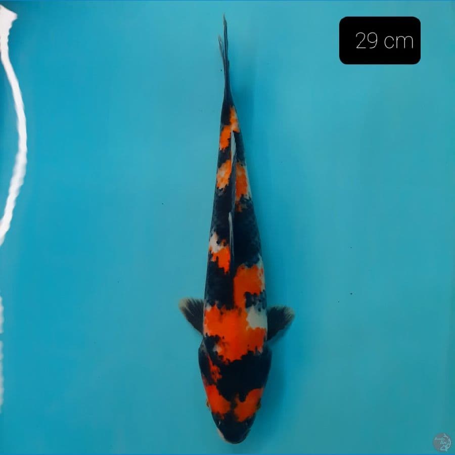 grade A 29 cm