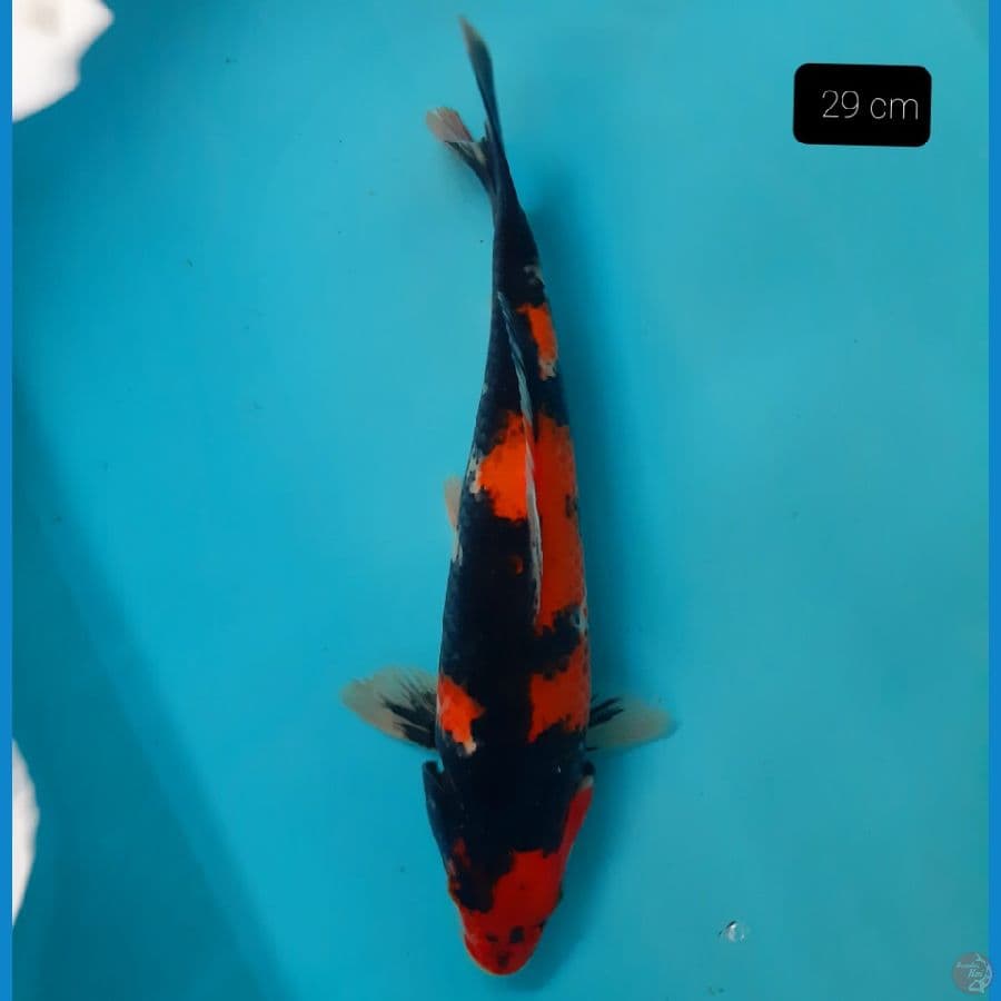 grade A 29 cm