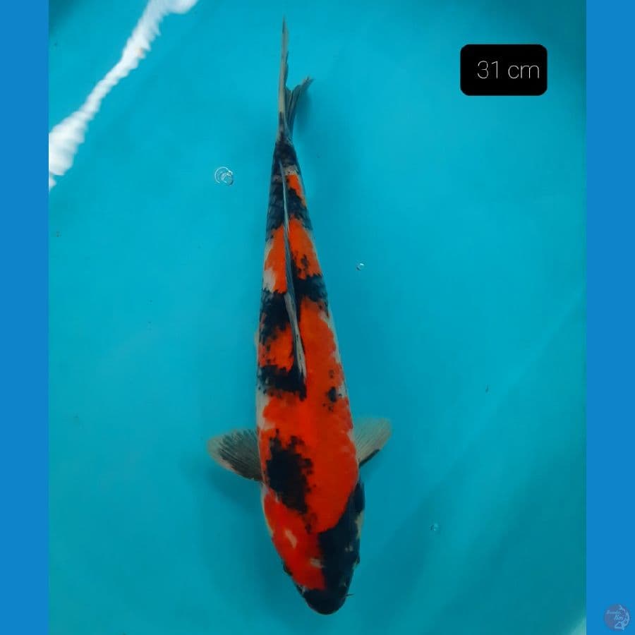 showa 31 cm