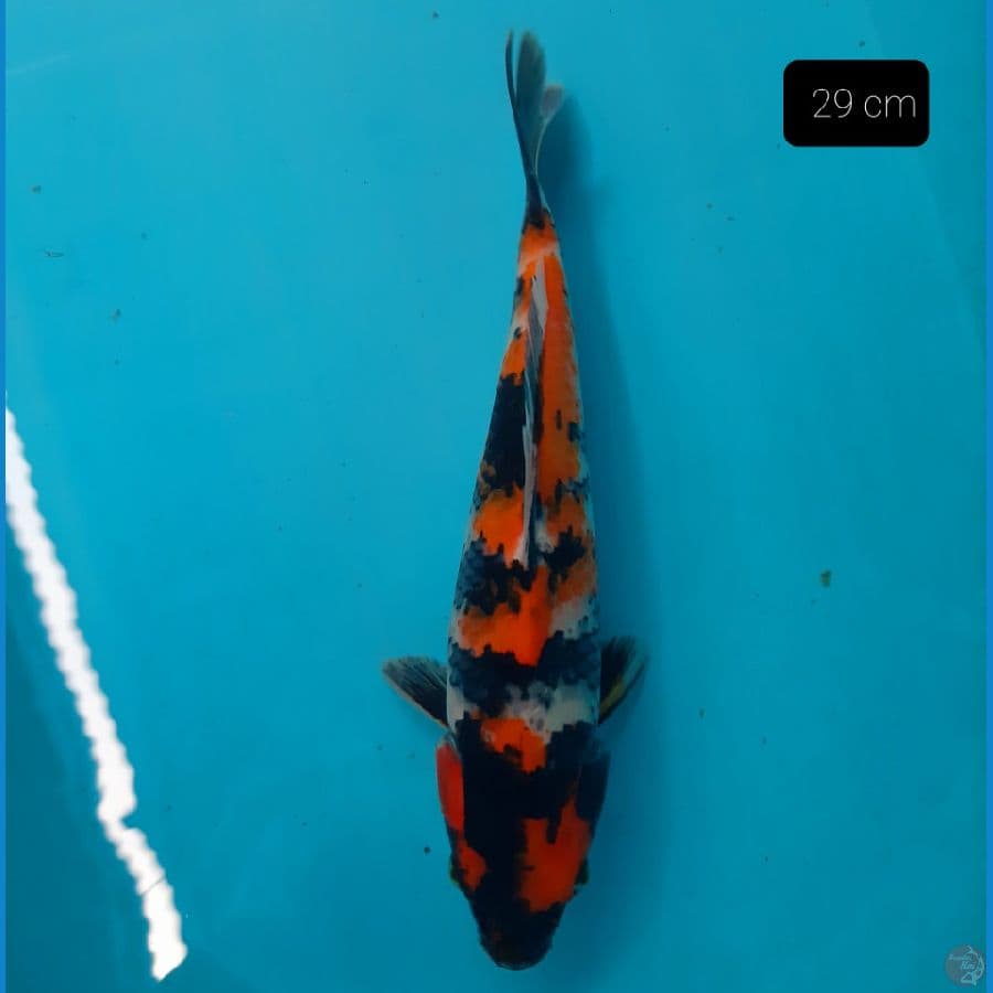 grade A 29 cm