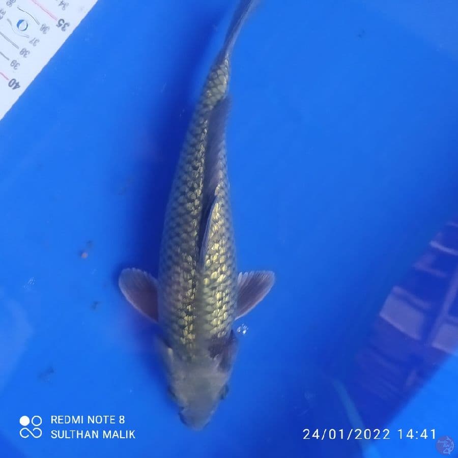 midori ginrin punuk 28 cm