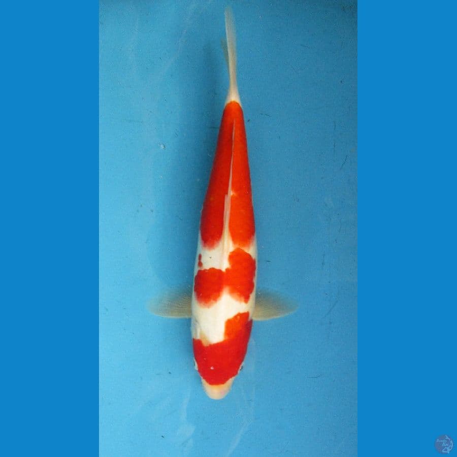kohaku ±40bu bulky