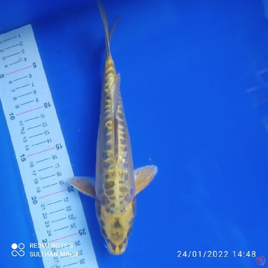 mukasi aragoke gold 26 cm