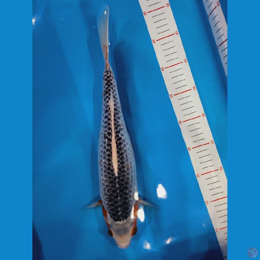 Asagi 38cm