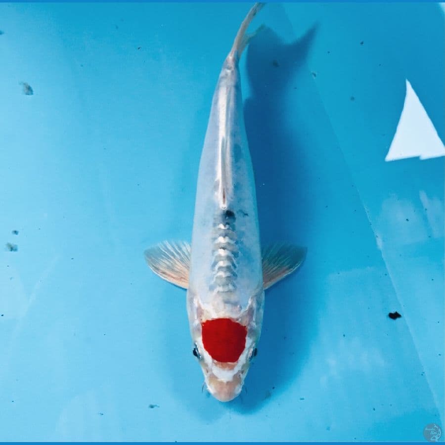 tancho heisei nishiki, 22 cm