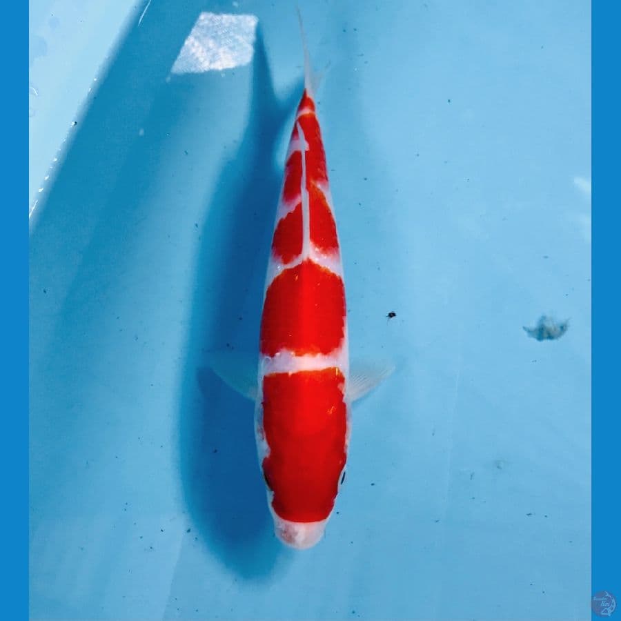kohaku, 22 cm