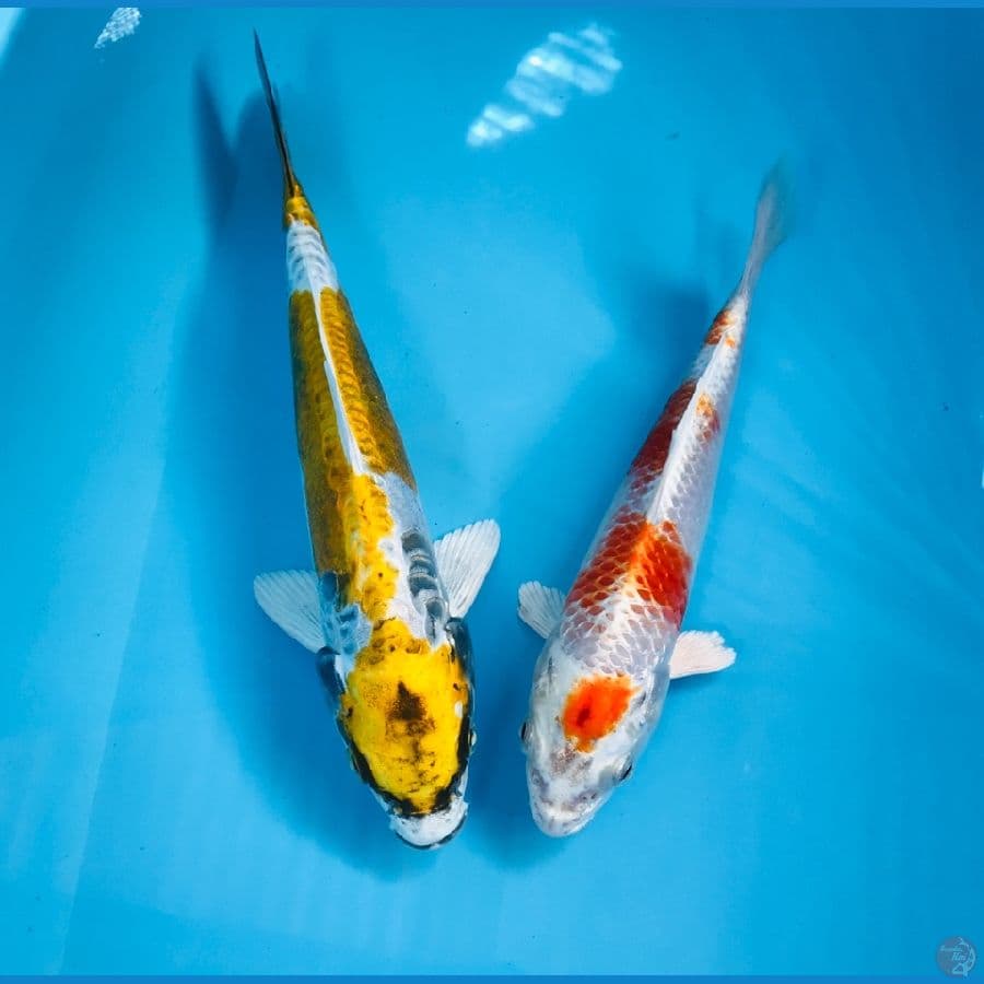 mix hikari, 22&25cm