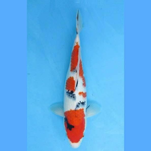 Near Koi - Talent Bulky Body Sanke 29cm