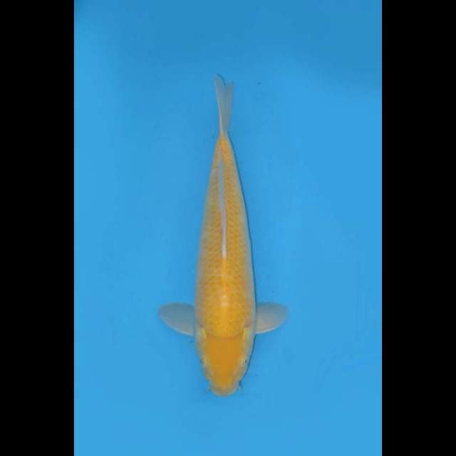 42cm , Karasigoi Calon Jumbo - No Bocor