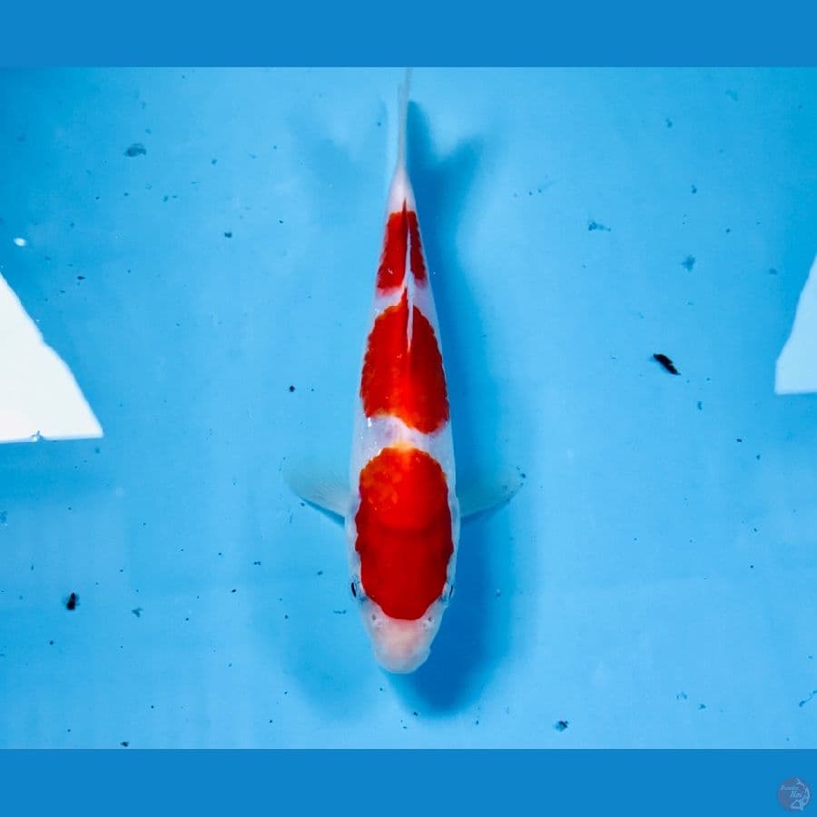 kohaku, 20 cm