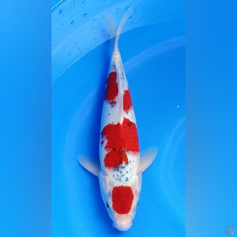 Maruten goshiki 31cm Male