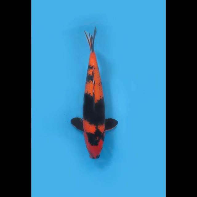 42cm , Hi Utsuri Jumbo - Juara 1