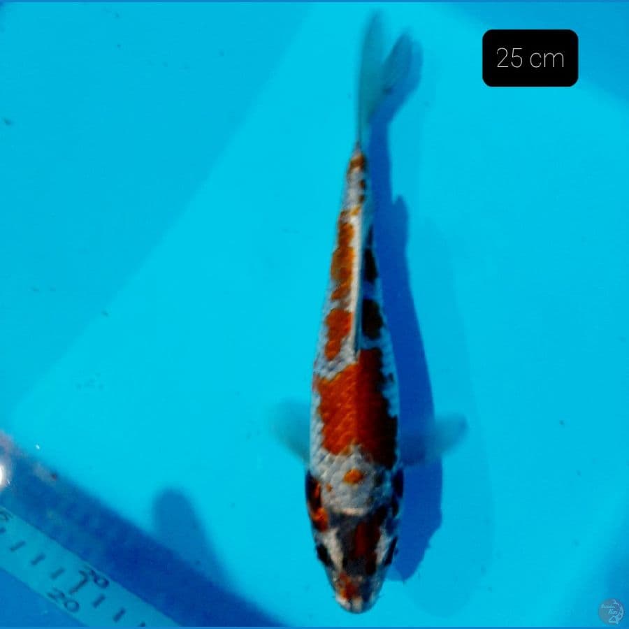 ochiba 25 cm