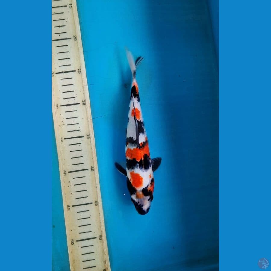 X2 Kindai showa 24cm