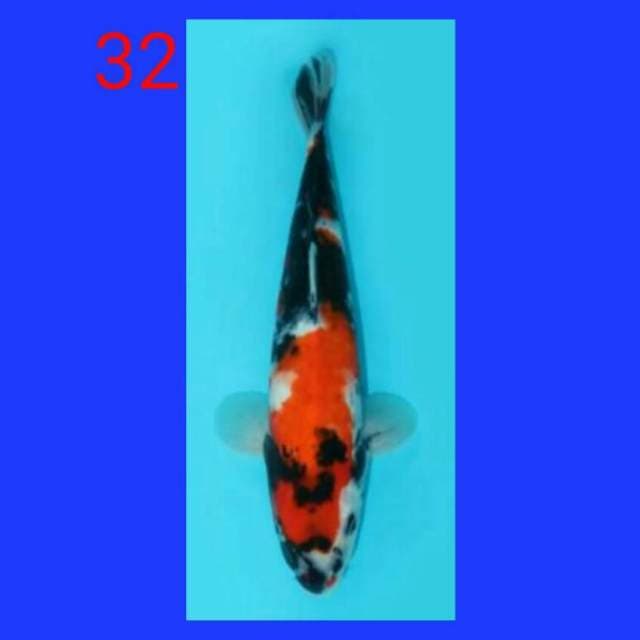 Showa 32