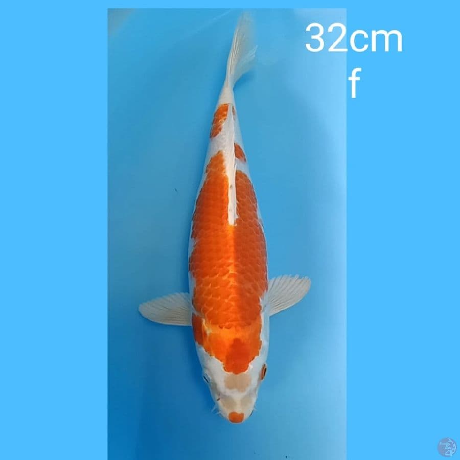orenji hariwake 32cm