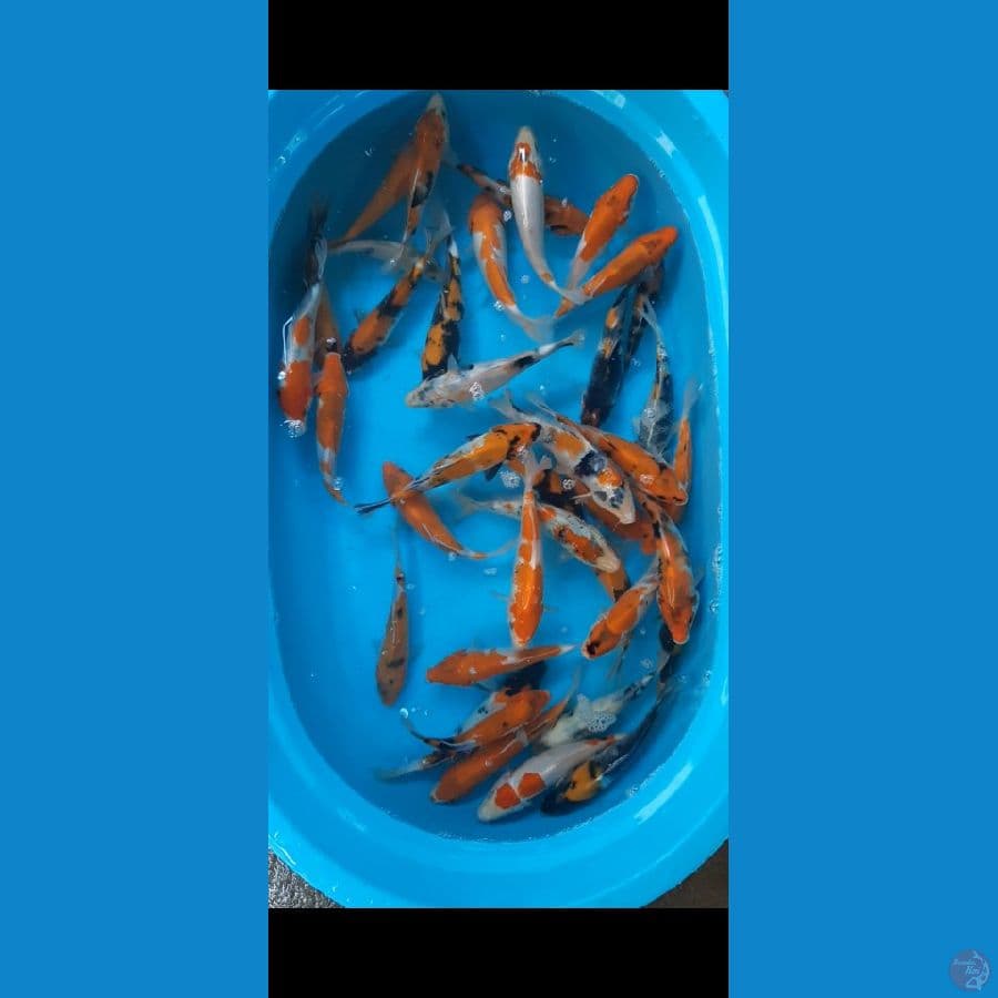 sardang 20-24 cm 37 ekor