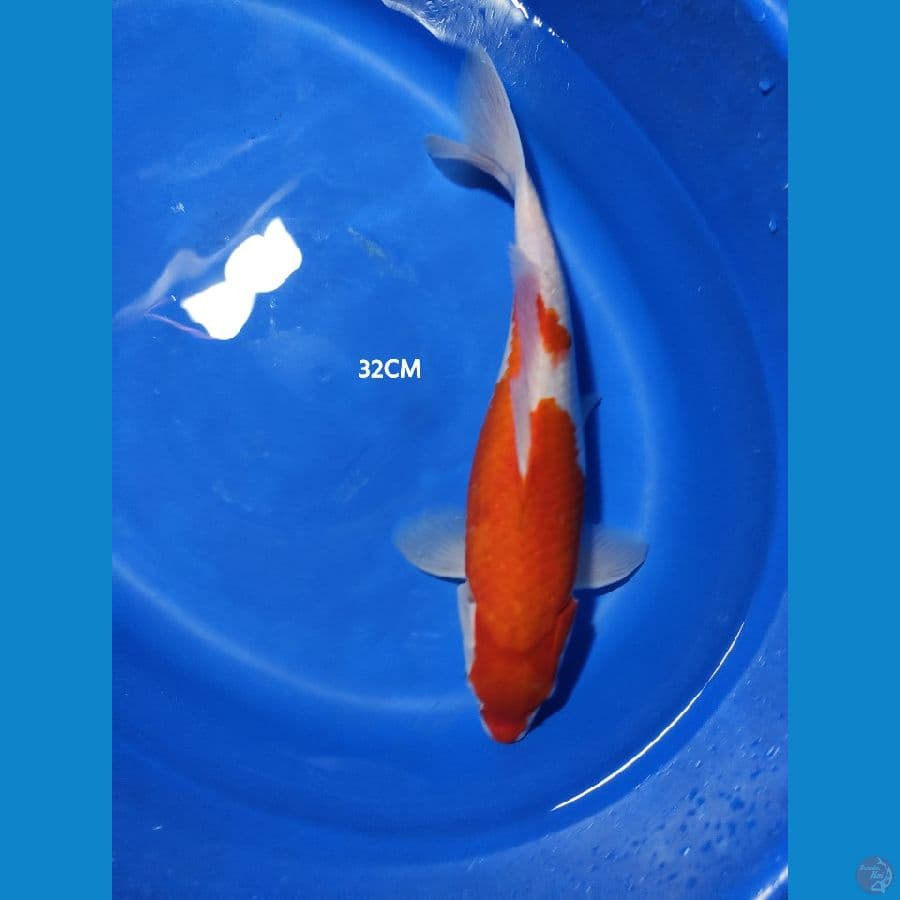 kohaku 32CM