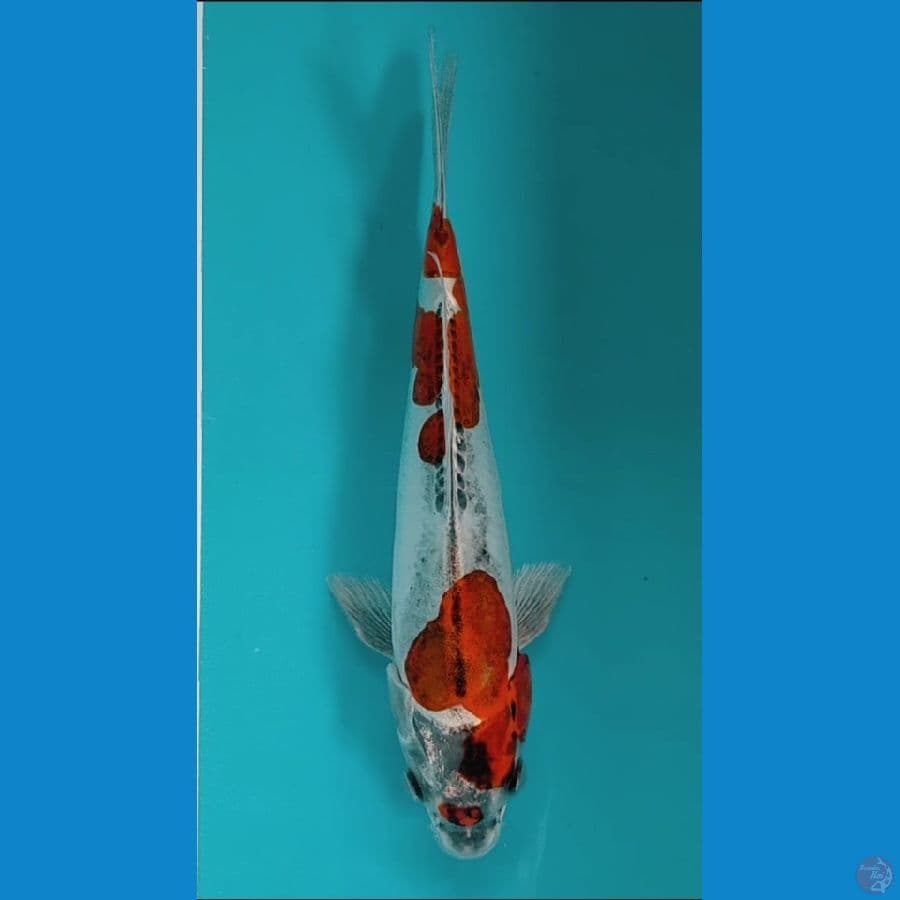 Kiko 23cm