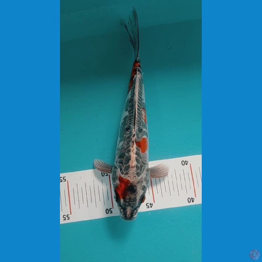 24cm