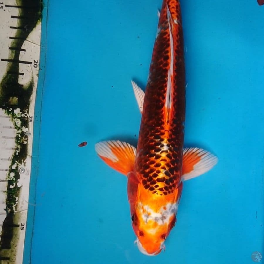 kujaku 31 cm