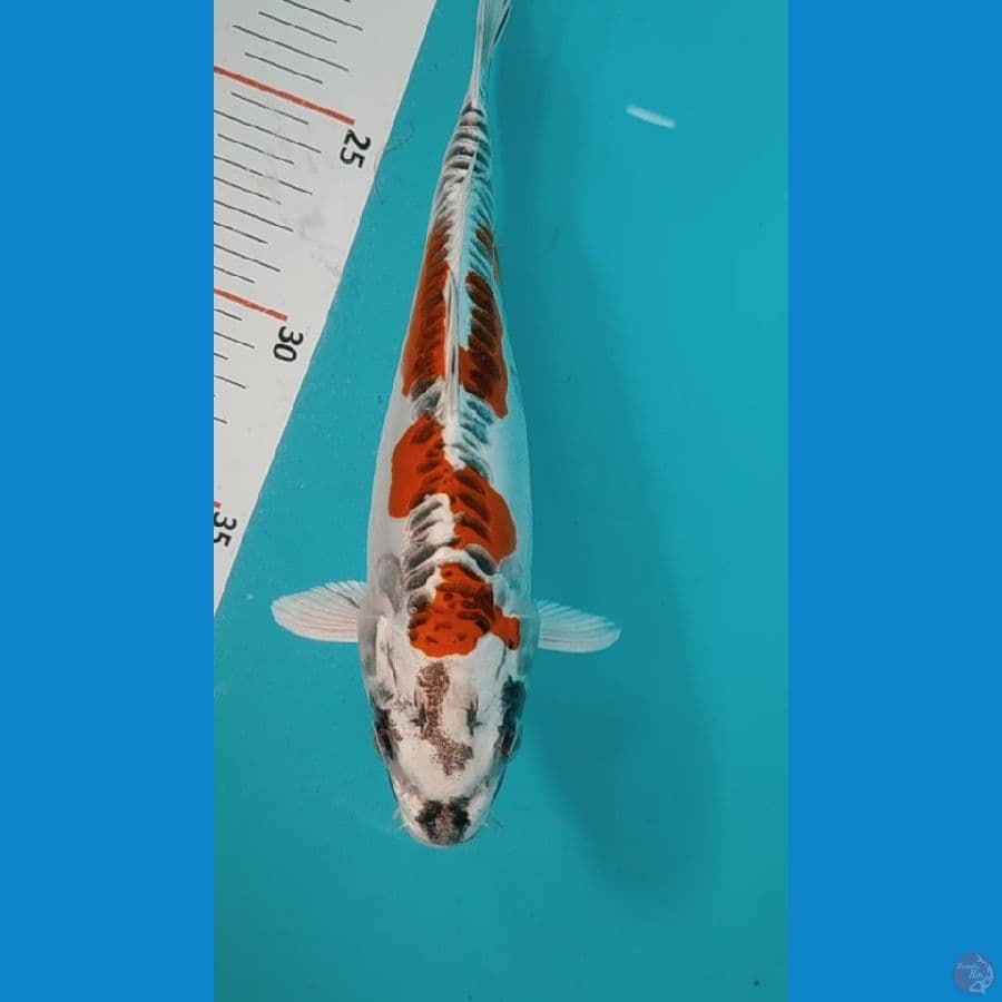 Kiko 21cm