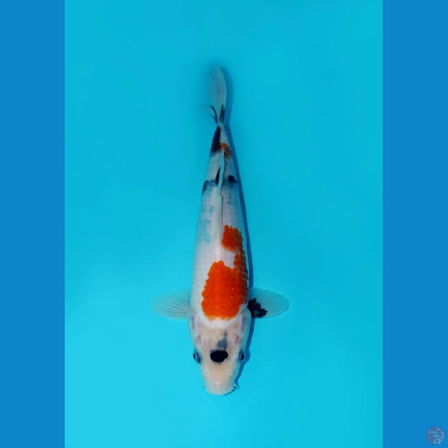 KINDAI SHOWA MARSUMI, 25 CM