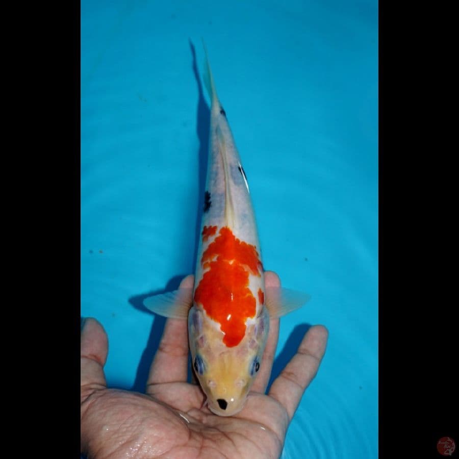 SHOWA 25 CM