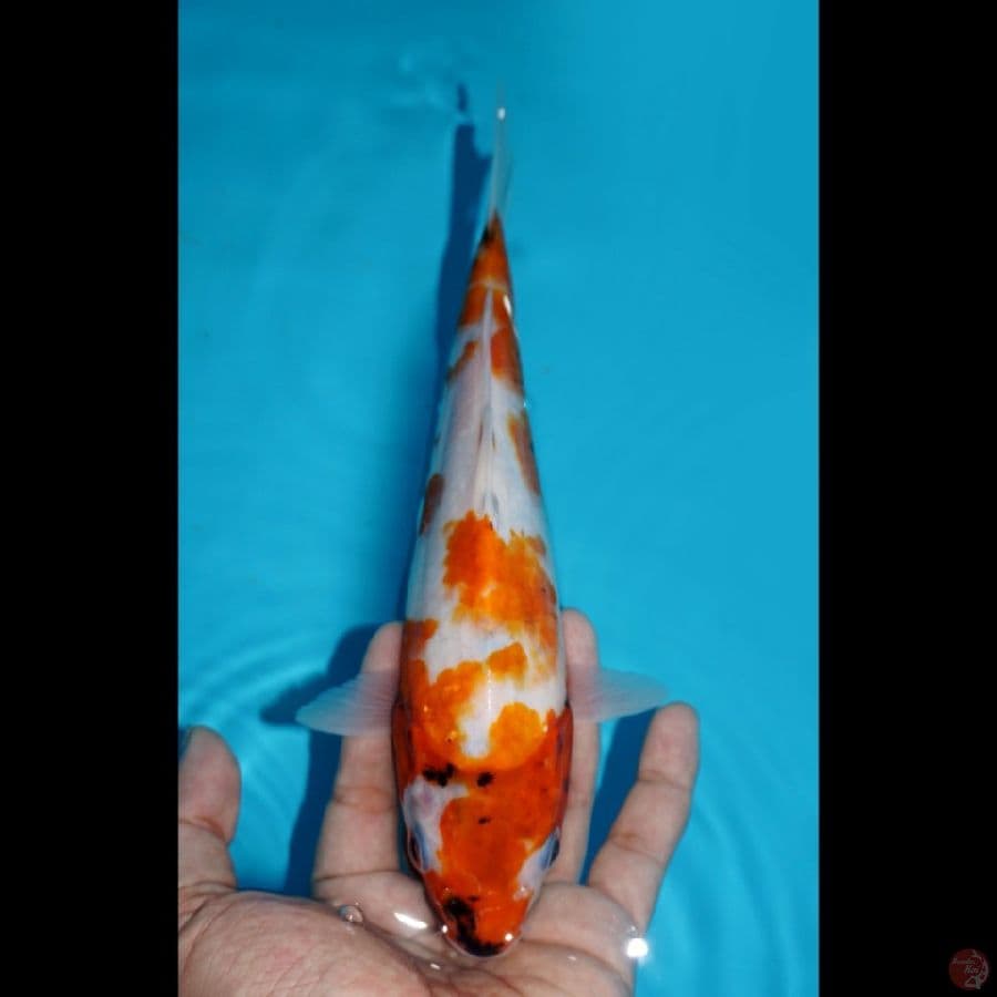 SHOWA, 24 CM