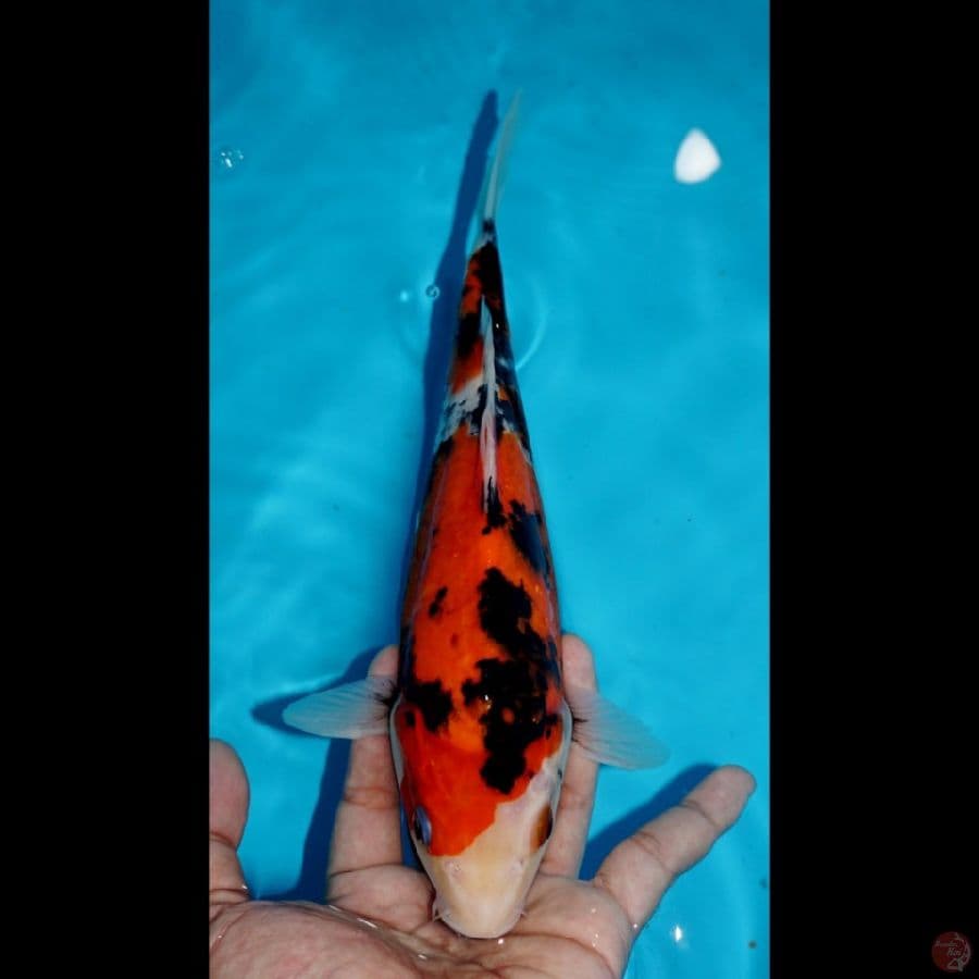 SHOWA, 25 CM