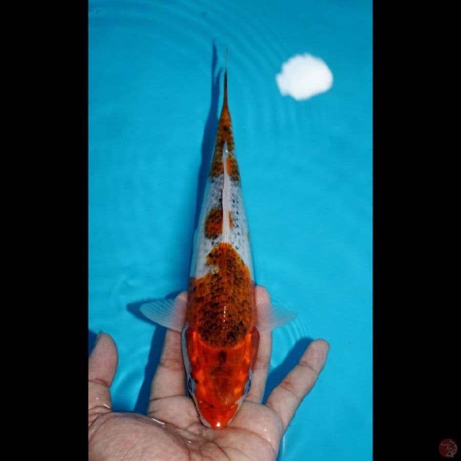 GOSHIKI, 25 CM