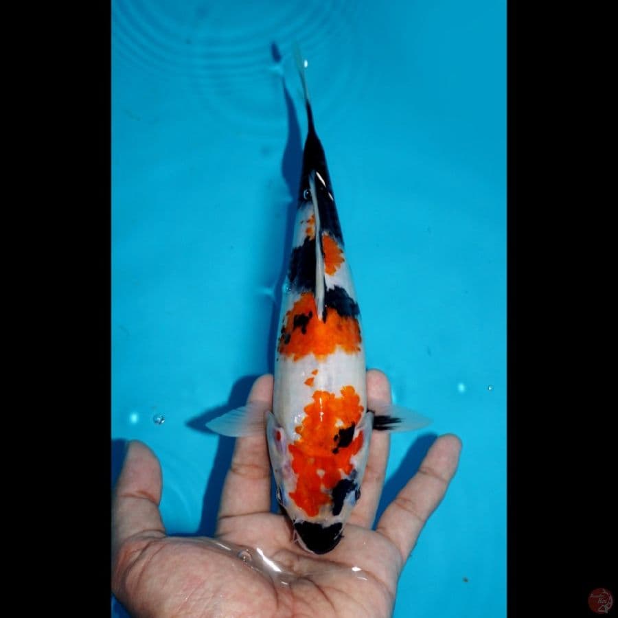 SHOWA, 23 CM