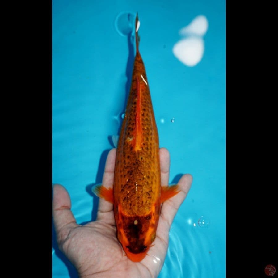 AKA MATSUBA, 27 CM