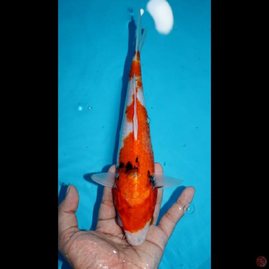 SHOWA, 27CM