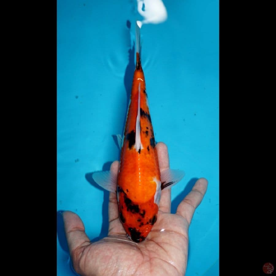SHOWA, 23 CM