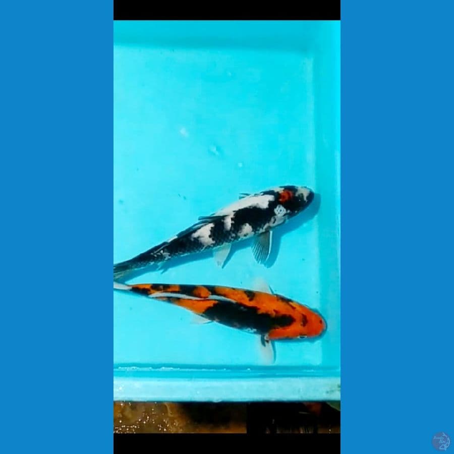 mix koi