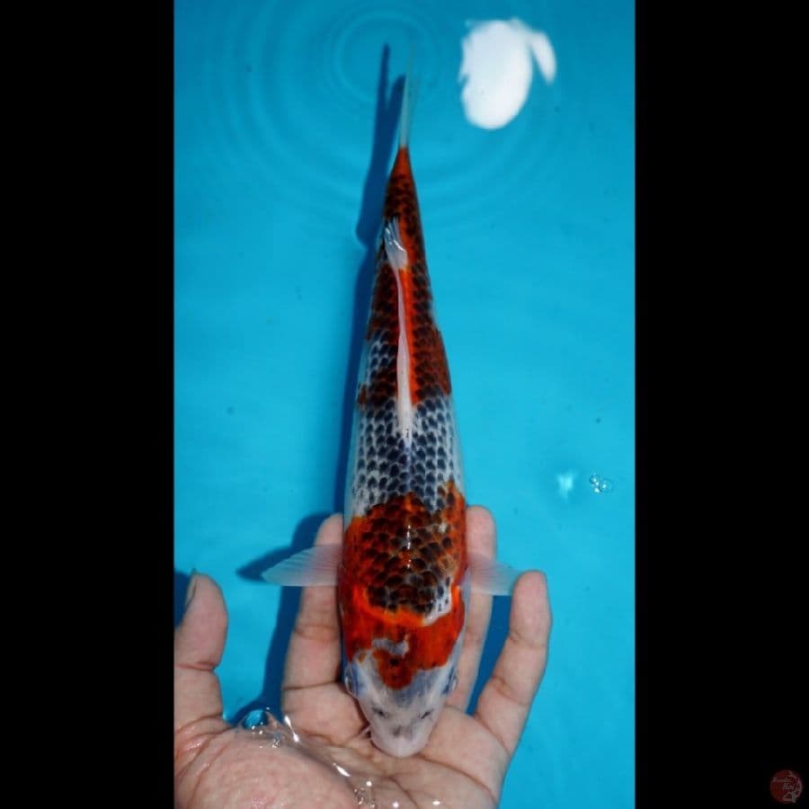 GOSHIKI, 25 CM