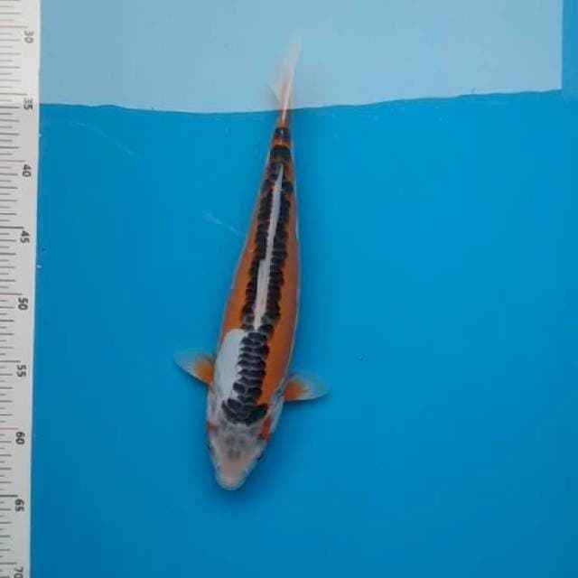 Hana shusui