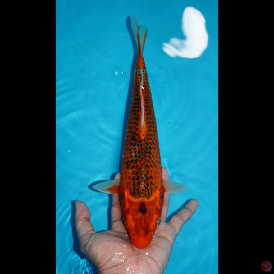 AKA MATSUBA, 32 CM