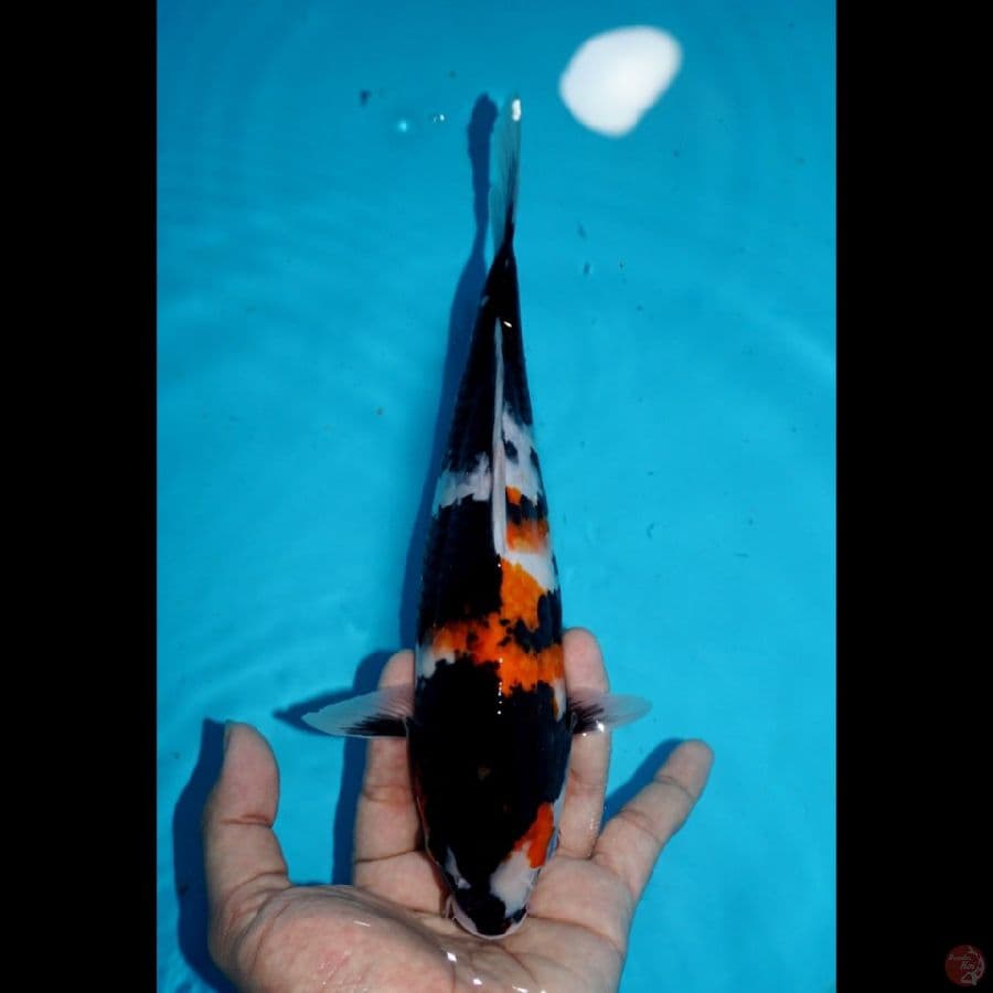 SHOWA, 25 CM