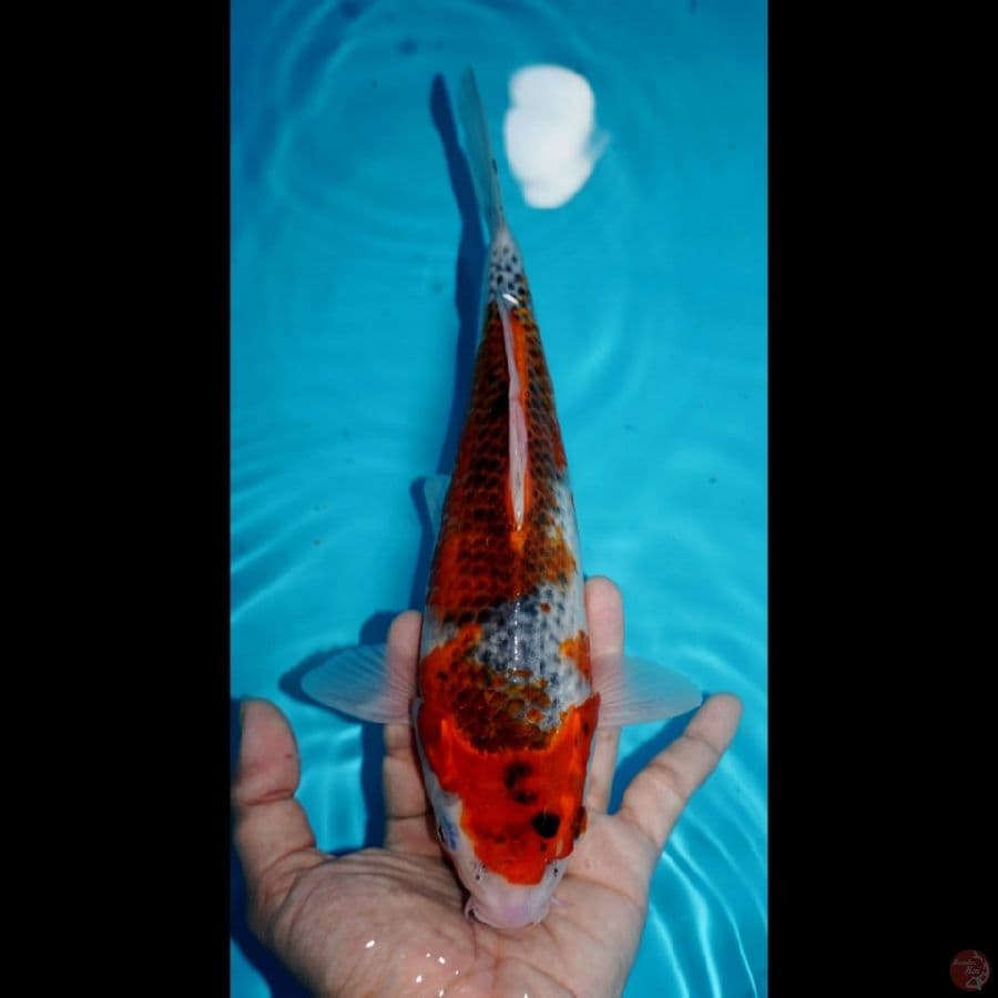 GOSHIKI, 28 CM