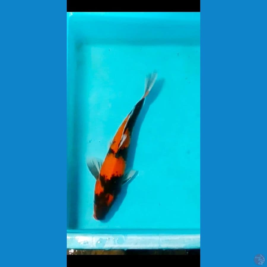 showa